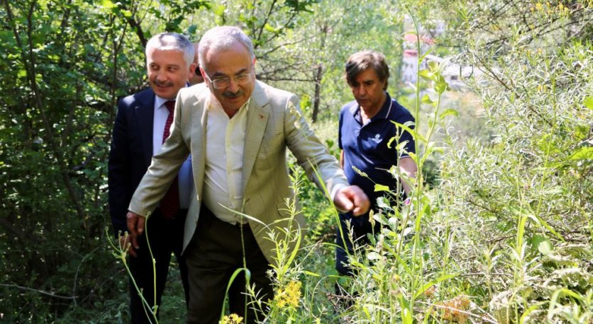 MESUDİYENİN BİTKİLERİ ŞİFA KAYNAĞI