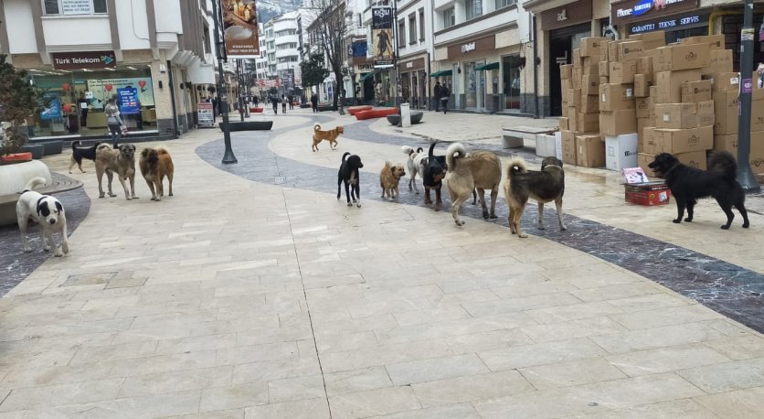 AMAÇ YOK ETMEK DEĞİL, POPÜLASYONU DENGEDE TUTMAK