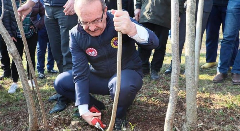 VALİ YAVUZ, FINDIKTA VERİMİ ARTIRMA ÇALIŞMALARINI YERİNDE İNCELEDİ