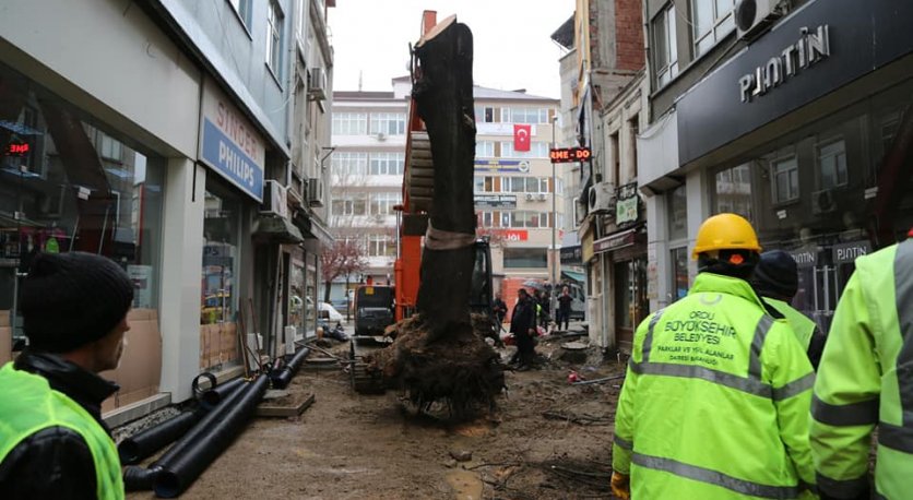 85 YILLIK AĞAÇ YENİ YERİNDE