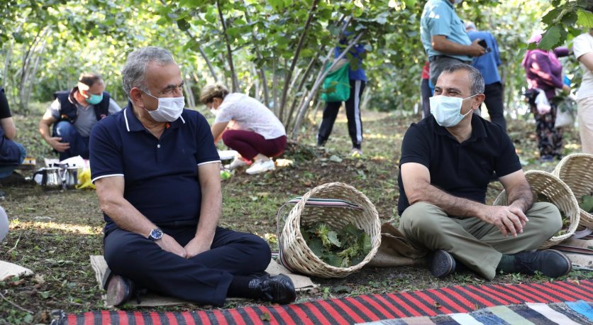 FINDIK HASADI BAŞLADI