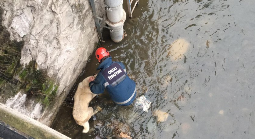 SUDA MAHSUR KALAN KÖPEĞİ İTFAİYE EKİPLERİ KURTARDI