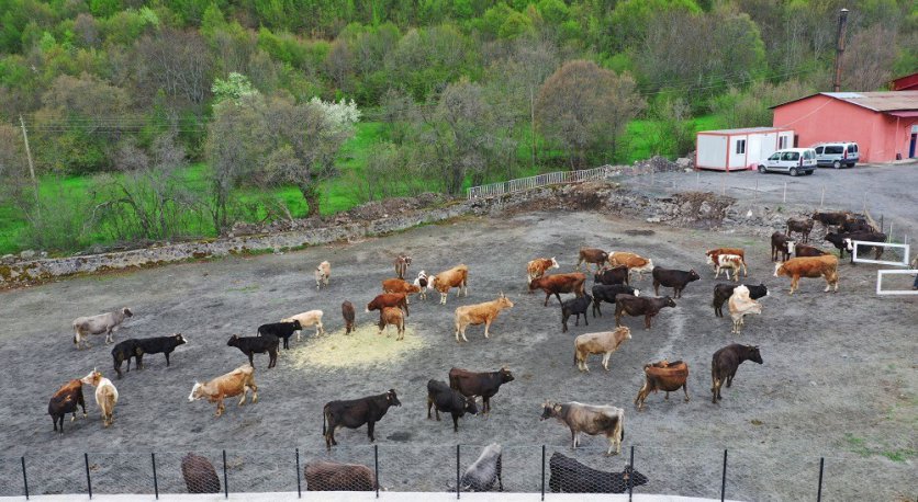 HAYVAN BESİCİLERİNİN GÖZLERİ ARKADA KALMIYOR