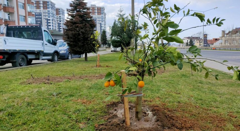 ORDU´NUN PARK VE YEŞİL ALANLARI NARENCİYE BAHÇESİNE DÖNÜŞÜYOR