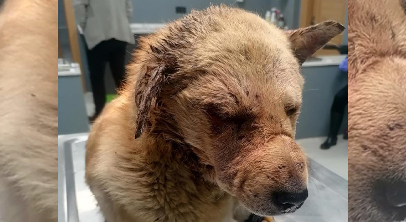 SİLAHLA YARALANAN KÖPEK GÖRME YETİSİNİ KAYBETTİ