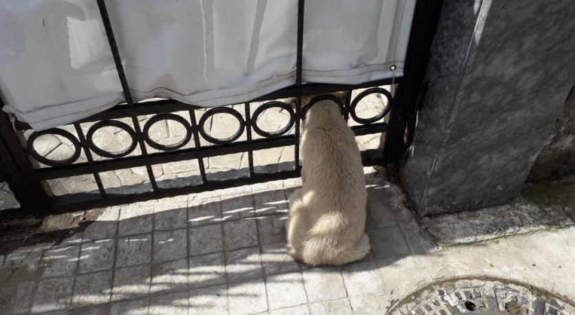 KAFASI DEMİR KAPIYA SIKIŞAN YAVRU KÖPEK KURTARILDI