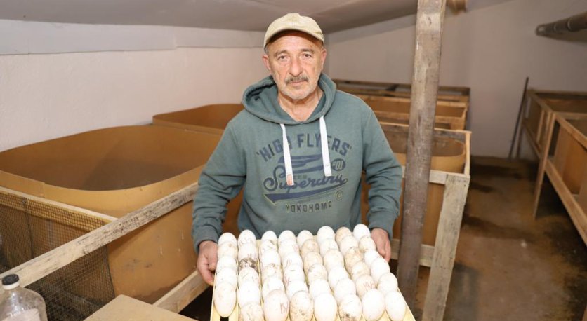ORDU´DA KAZ YETİŞTİRİCİLİĞİ YAYGINLAŞIYOR