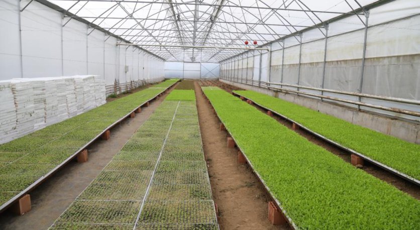 350 BİN MARUL FİDESİ ÜRETİCİLERE DAĞITILDI