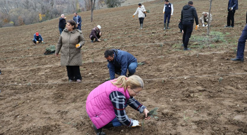 ORDU LAVANTA KOKACAK