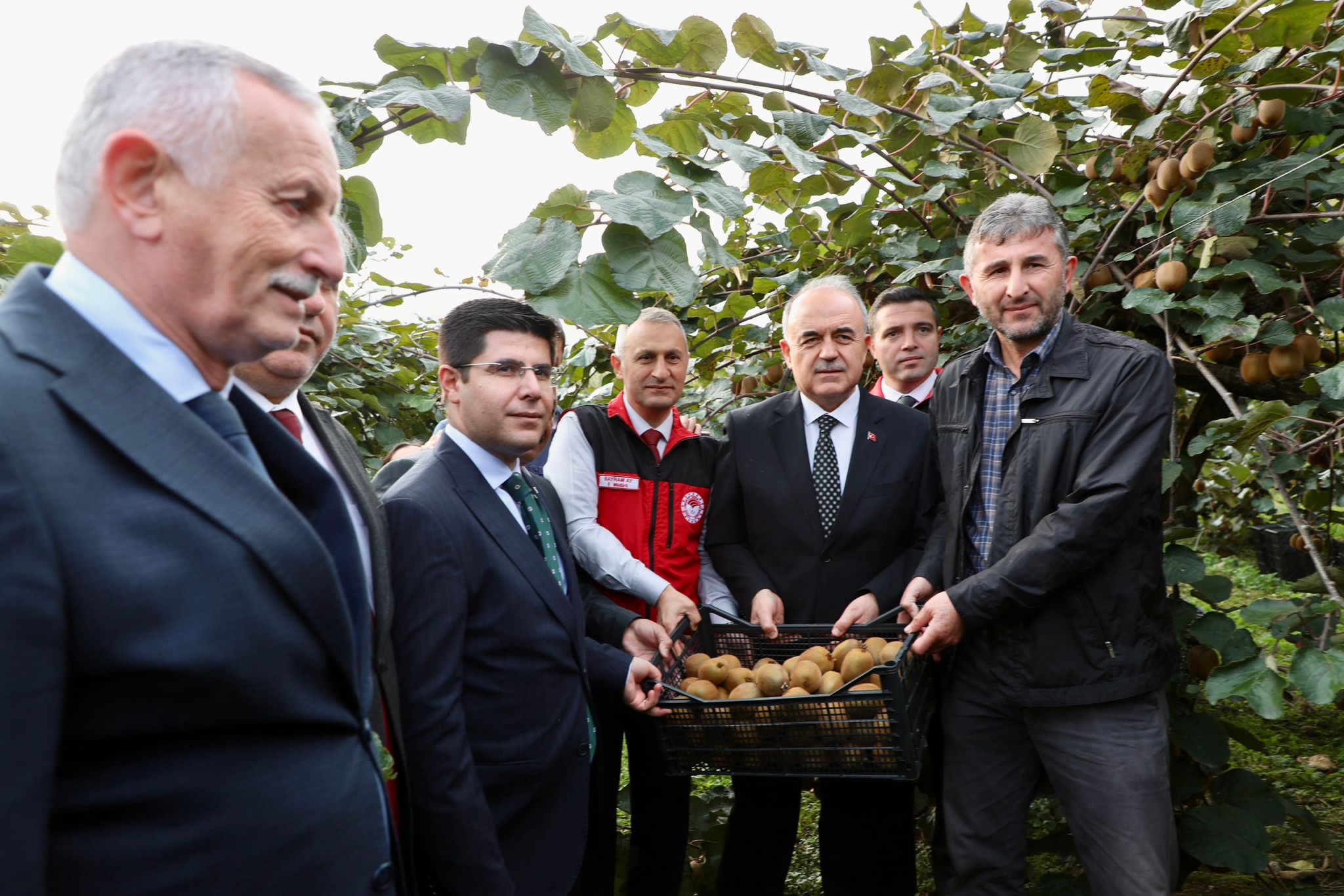 Vali Erol, Kivi Hasadına Katıldı