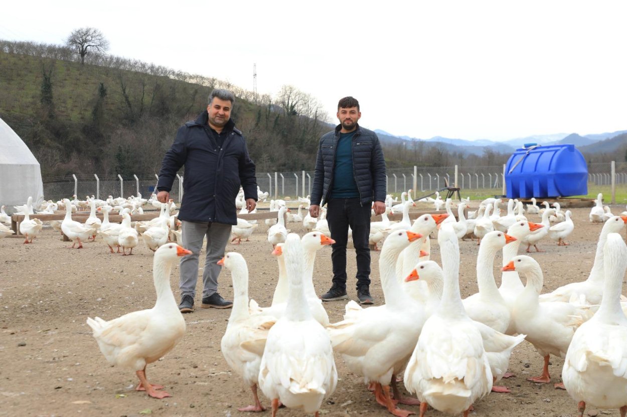 KAZ YETİŞTİRİCİLİĞİ BÜYÜYOR