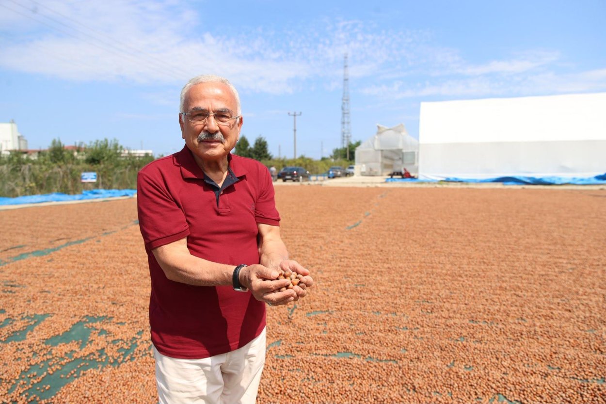 ORDU’DA YAKLAŞIK 1000 DÖNÜMLÜK FINDIK BAHÇESİNDE HASAT SÜRÜYOR